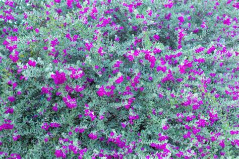 10 Texas Drought Tolerant Plants - Garden Lovers Club