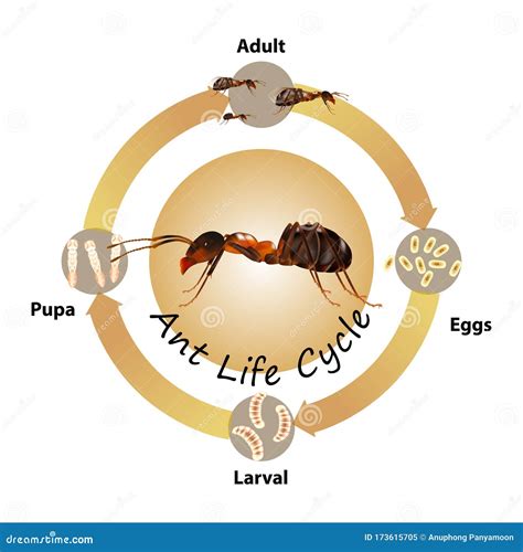 Ant Life Cycle Worksheet