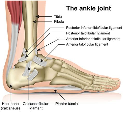 Anatomy of Ankle Sprain