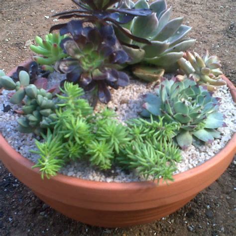 How to Plant Your Own Succulent Bowl - World of Succulents