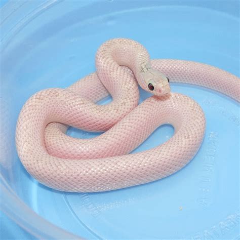 Albino White Sided Ghost FL King Snake baby