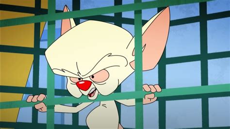 Download animaniacs pinky and the brain - tataact