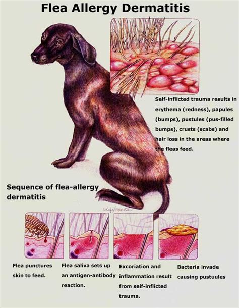 Flea Allergy Dermatitis - Whitehorse Veterinary Hospital