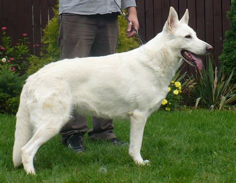 American White Shepherd - Puppies, Rescue, Pictures, Information ...