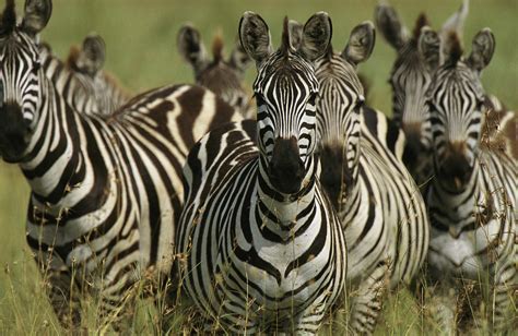 A Herd Of Zebras Standing Alert Photograph by Michael Melford