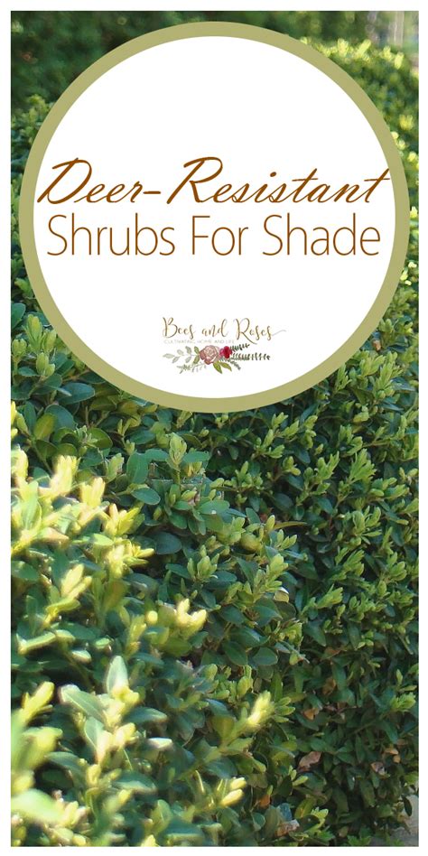 Deer Resistant Shrubs For Shade ~ Bees and Roses