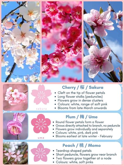 Cherry blossoms meaning symbolism the ultimate guide – Artofit