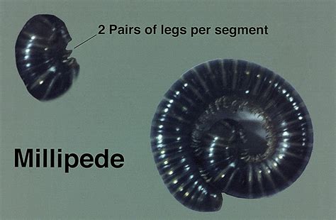 What’s Eating You? Millipede Burns | MDedge Dermatology