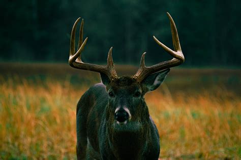 [100+] Deer Hunting Wallpapers | Wallpapers.com