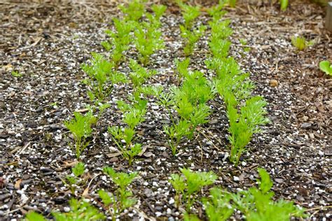 Carrot Plant Growth Stages - Seed to Harvest (w/Pictures)