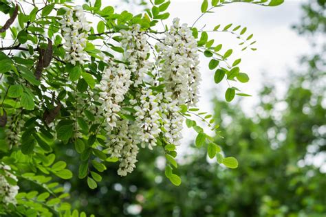 Acacia Trees: Types, Leaves, Flowers, Thorns Identification, 45% OFF