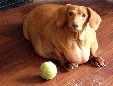 Obese Dachshund Loses 44 Pounds - Before and After Photos of Dog Who ...