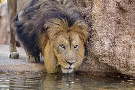 African Lion | The Maryland Zoo