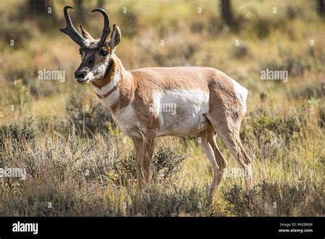 American pronghorn antelope male hi-res stock photography and images ...