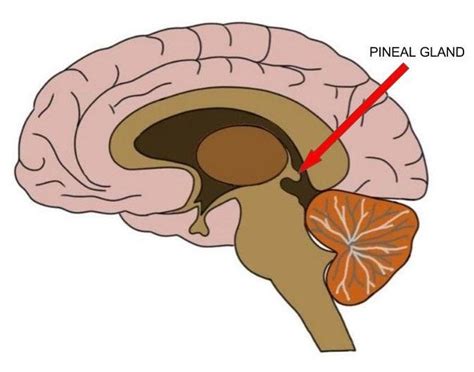 2-Minute Neuroscience: Pineal Gland