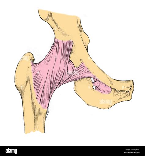 Anatomy hip joint diagram hi-res stock photography and images - Alamy