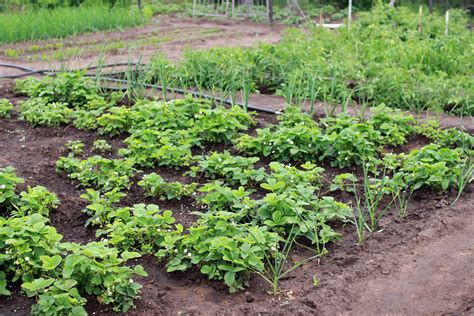 25 Brilliant Vegetable Garden Layout Ideas for Beginners - Garden and Happy