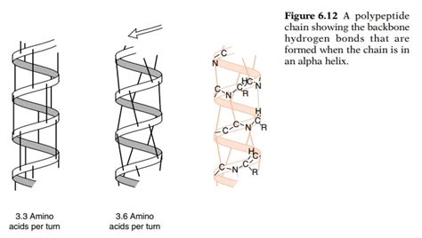 Difference Between Alpha Helix And Beta Sheet