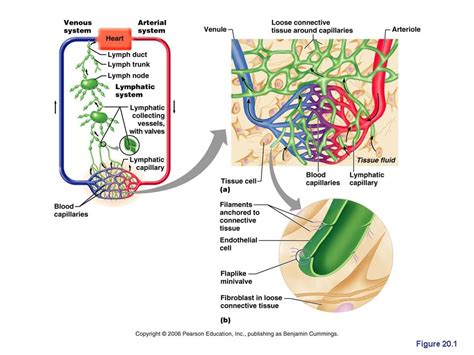 The Lymphatic System Anatomy And Physiology