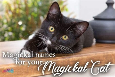 10+ Magickal Names for your Feline Friends! – Spells8