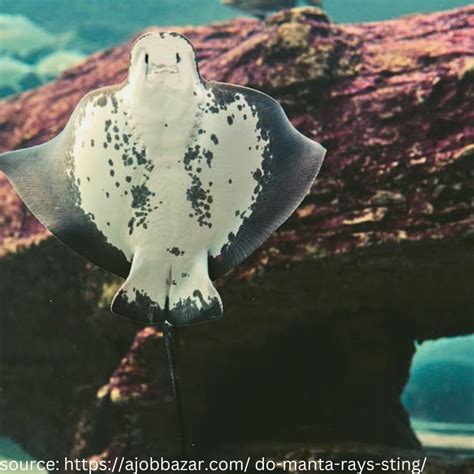 Do Manta Rays sting? Unmasking the truth of these Ocean Giants