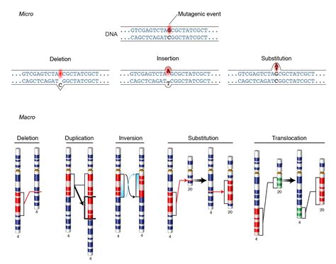 Mutation and Types of Mutations • Microbe Online