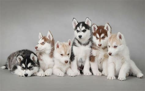 HD wallpaper: Siberian Husky, puppies | Wallpaper Flare