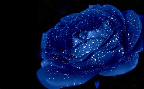 Blue Rose Wallpaper HD | PixelsTalk.Net