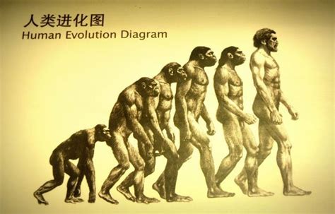 Studies in Evolution | BioExplorer.Net