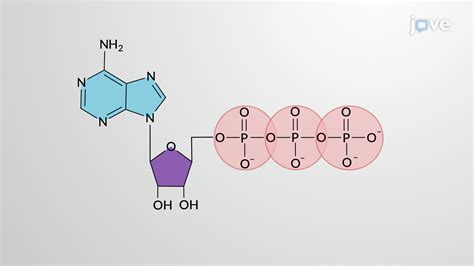 ATP: Structure and Hydrolysis - Concept | Biology | JoVe