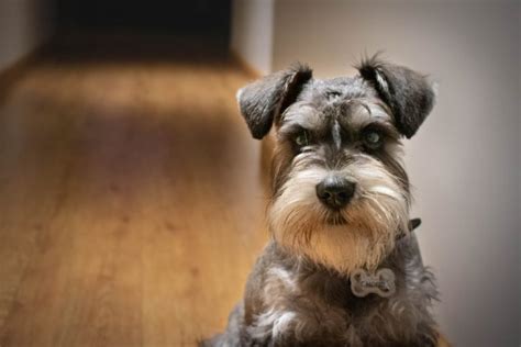 Miniature Schnauzer: Coat Colors