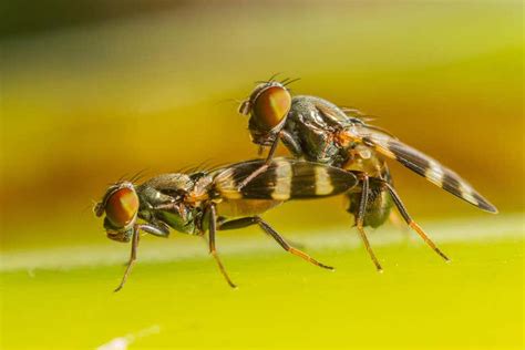 Semen seems to help female fruit flies remember things better | New ...