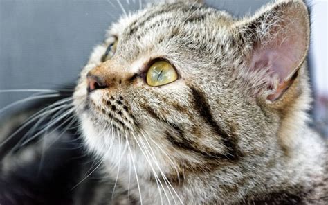 cat skin rash Archives - Canna-Pet®