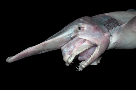 21 Creatures From The Deep Sea That Will Absolutely Give You Nightmares