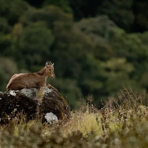 Nilgiri Tahr - Facts, Diet, Habitat & Pictures on Animalia.bio