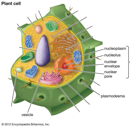 Plant Cell Diagram Diagram | Quizlet