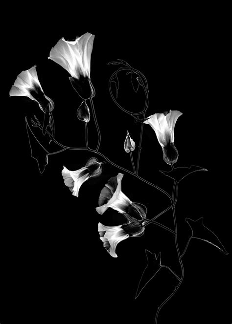 Fine Art Black And White Flower Photography | Best Flower Site