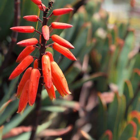 Madeira Botanical Garden (Funchal) - All You Need to Know Before You Go ...