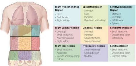 9 abdominal regions Diagram | Quizlet | Basic anatomy and physiology ...