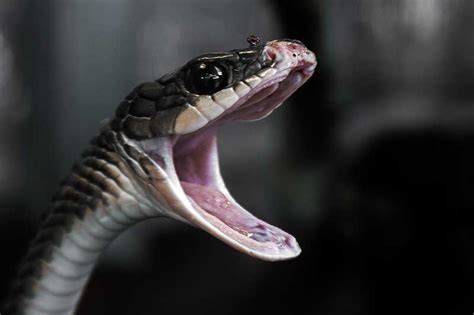 Do Non-Venomous Snakes Have Teeth? - Wildlife Informer