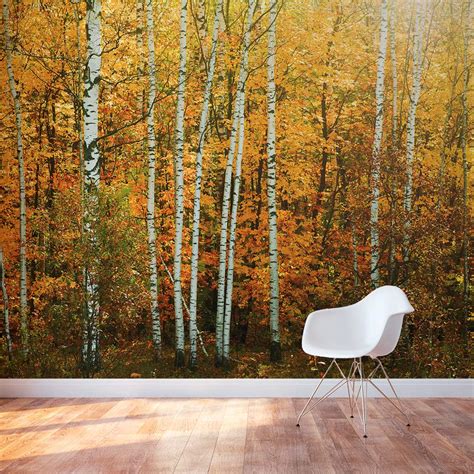 Autumn Birch Tree Forest Wall Mural