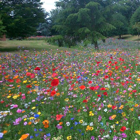 100% Wild Flower Seed Mix Annual Meadow Plants Attracts Bees ...