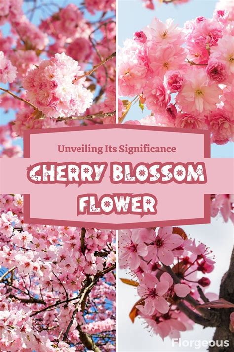 Cherry Blossom Flower Meaning and Symbolism: Unveiling Its Significance ...