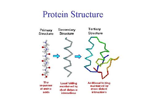 Protein Chemistry Basics Protein function Protein structure Primary