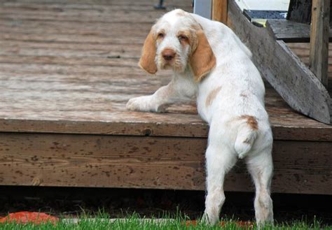 Spinone Italiano Puppies For Sale - AKC PuppyFinder