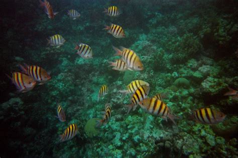 Snorkeling in Roatan, Honduras | Wanderlust Marriage Travel