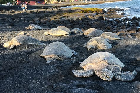 Punalu'u Black Sand Beach in Hawai'i, Home To Hawaiian Sea Turtles