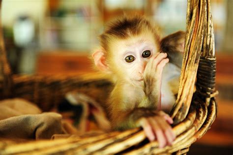 7 Kinds of Monkeys That Can Be Kept as Pets