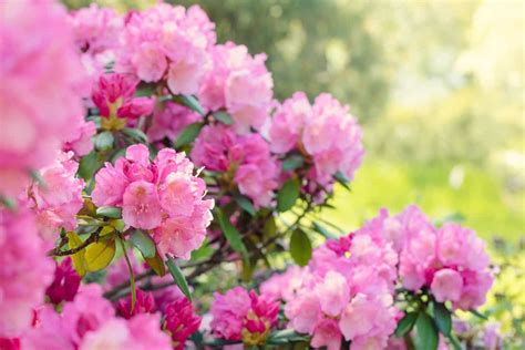 11 Shrubs For Shade That Grow Well In Zone 6