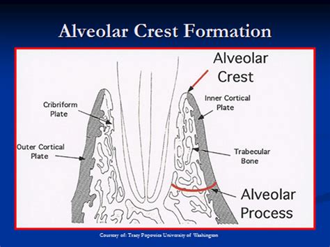 alveolar bone (wk5)-Test 3 Diagram | Quizlet